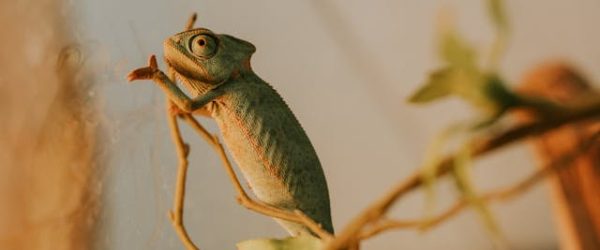 cameleon cameleon